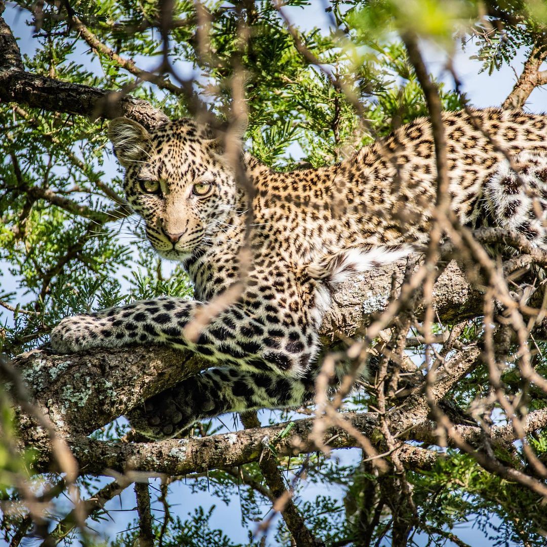 Tanzania Safari: Over 50+ Private Tour Packages
